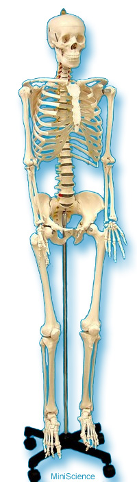 Large life size adult skeleton model